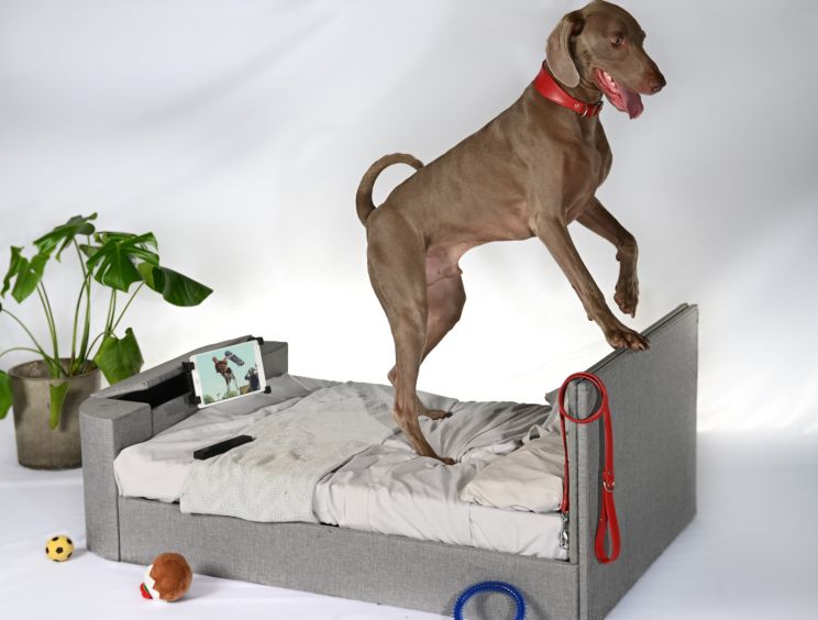 Pup-Vision Upholstered TV Bed