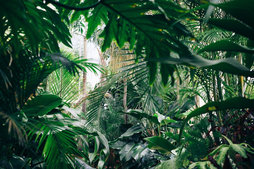Best plant choices for your bedroom - Time4Sleep