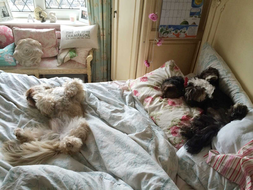 Competition: Do you have the UK’s sleepiest dog? - Time4Sleep