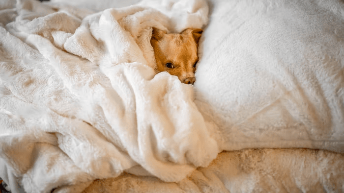How to Fall to Sleep Fast - Time4Sleep