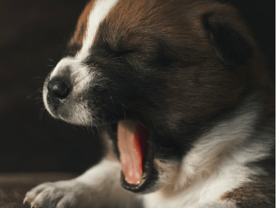 How to Stop Yawning - Time4Sleep