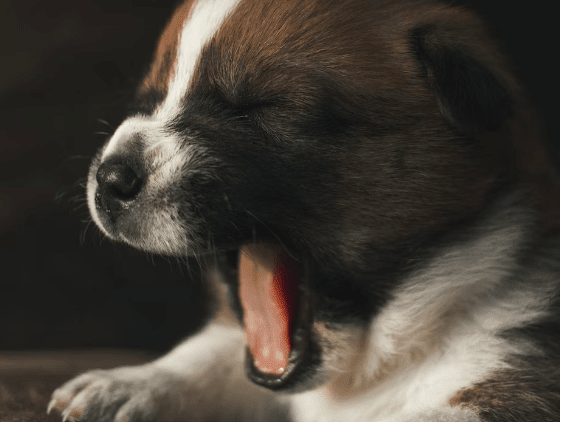 How to Stop Yawning - Time4Sleep