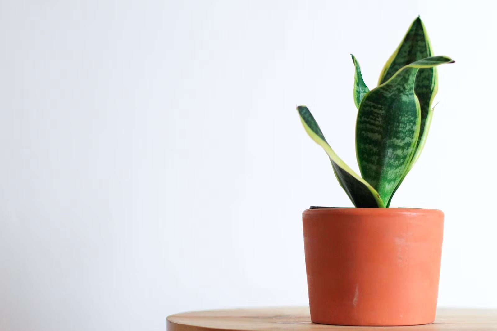 Plants for the bedroom to improve your sleep - Time4Sleep