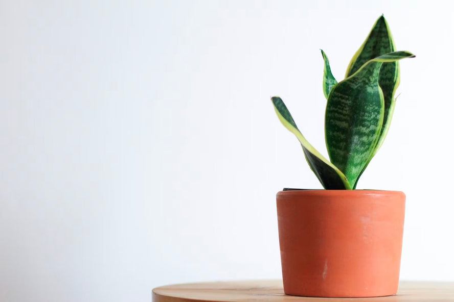 Plants for the bedroom to improve your sleep - Time4Sleep