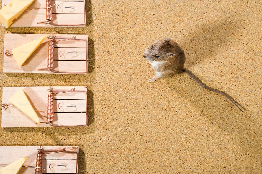 What do dreams of rats mean?