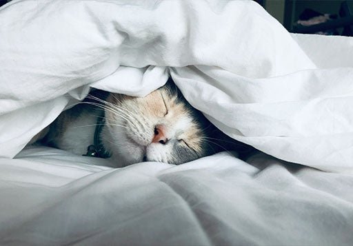 Unveiling the Sleeping Habits of Successful People - Time4Sleep