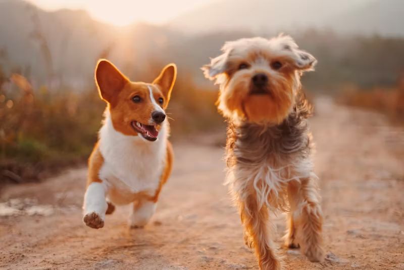 What do dreams of dogs mean? - Time4Sleep