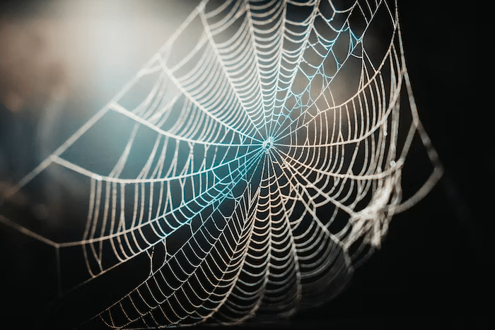 What do dreams of spiders mean? - Time4Sleep