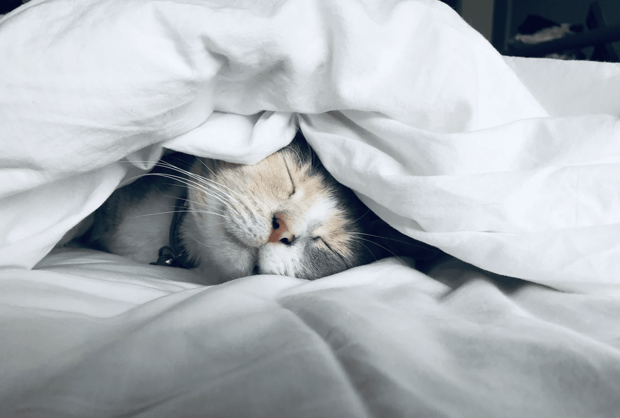 What is a duvet day and how to enjoy it - Time4Sleep