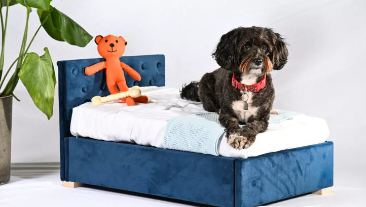 Pet Beds - Time4Sleep