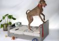 Pup-Vision Upholstered TV Bed