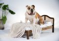 Ruff Ruff Wooden Rattan Pet Bed