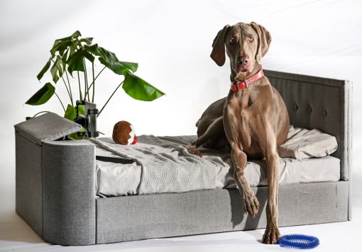 Pup-Vision Upholstered TV Bed