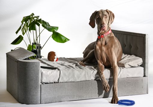 Dog bed with on sale headboard