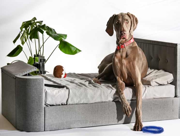 Upholstered dog bed hot sale
