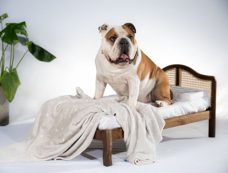 Rattan pet sales