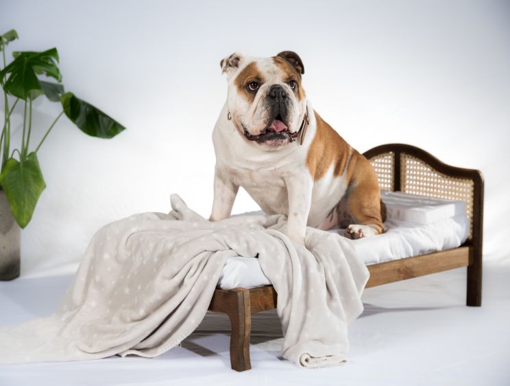 Ruff Ruff Wooden Rattan Pet Bed