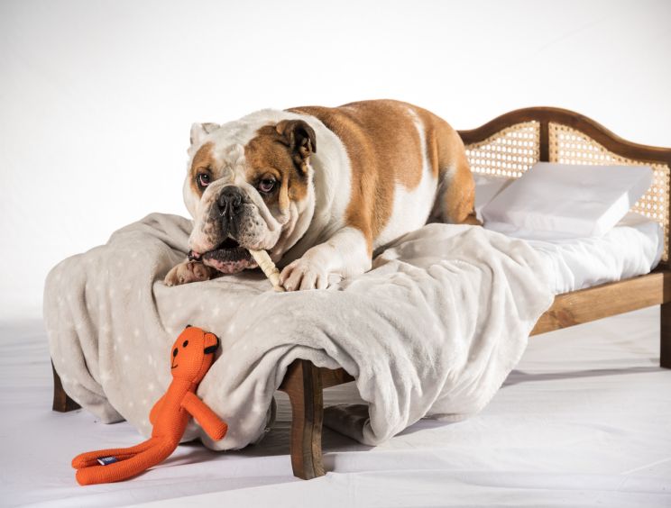 Ruff beds sales