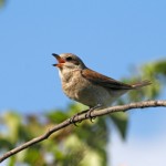 Singing red-backed shrike (female)