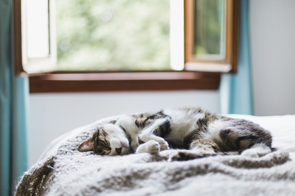 Tabby cat sleeping on a bed