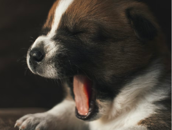 How to Stop Yawning