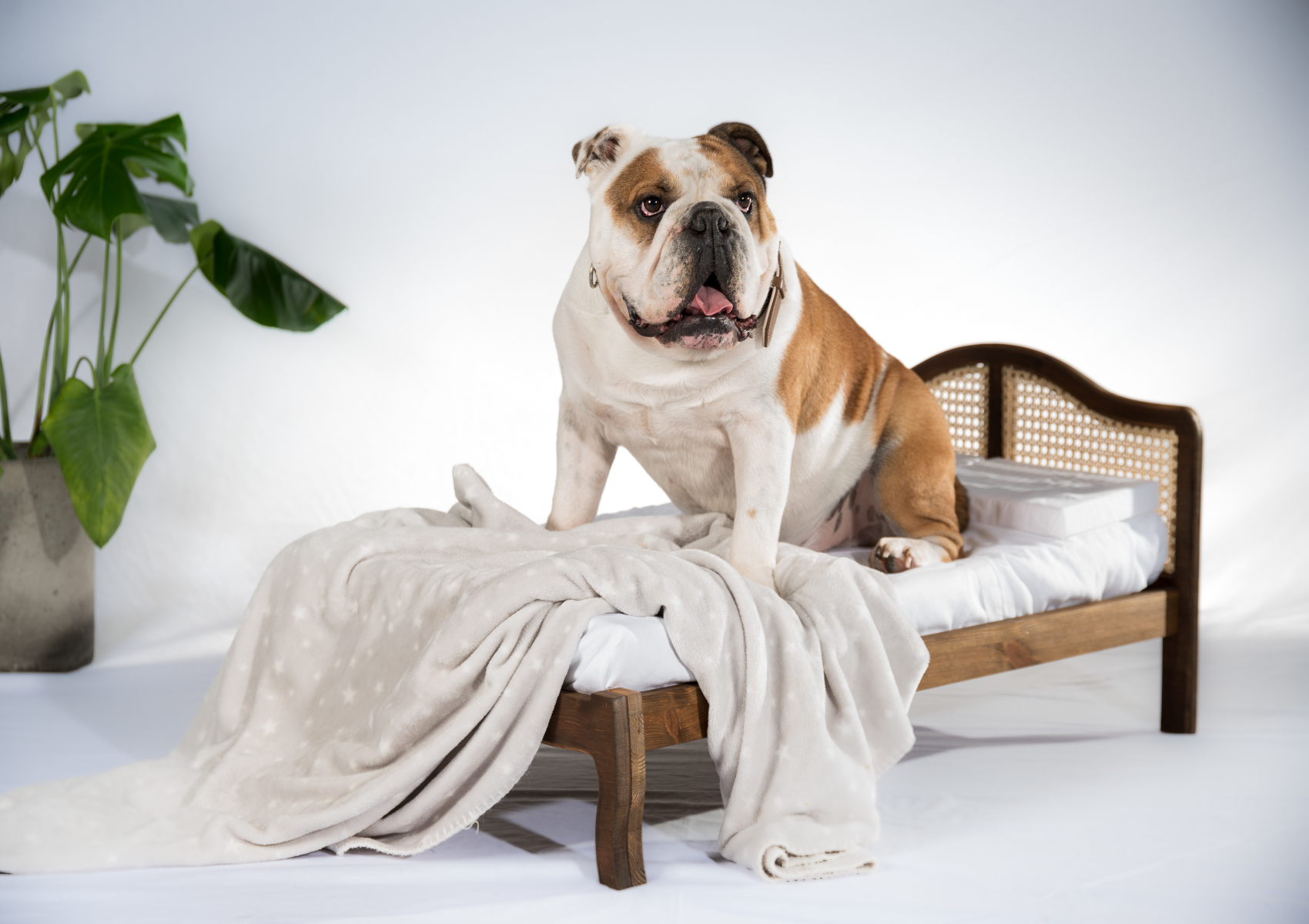 View Ruff Ruff Wooden Rattan Pet Bed Time4Sleep information